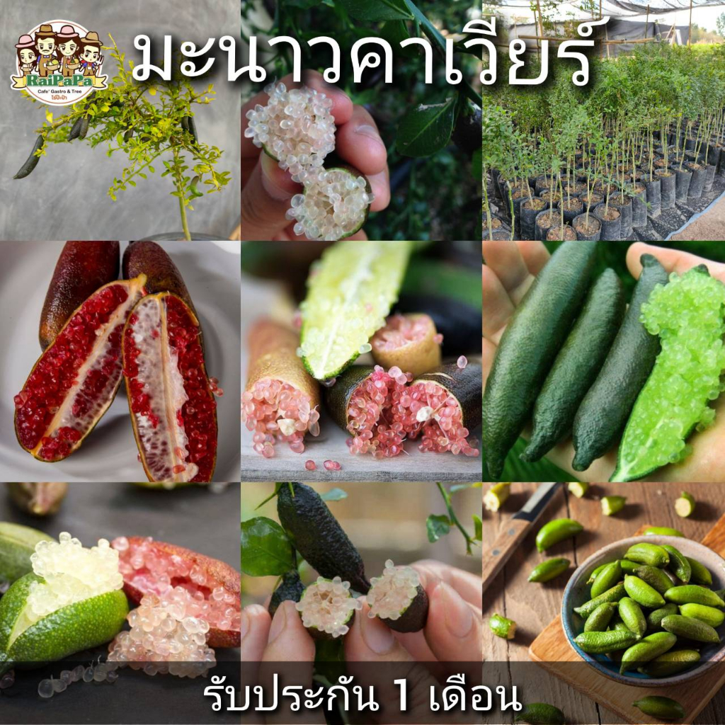 มะนาวคาเวียร์/มะนาวนิ้วมือ 5 สี  (ขาว,เขียว,แดง,ส้ม) ปลูกง่าย ไม้กลางแจ้ง (ต้นเสียบยอด) (คัดสายพันธุ์ติดผลง่าย)