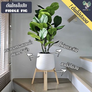 ต้นไม้ปลอมเกรดพรีเมี่ยม ต้นไทรใบสักปลอม" ฟอร์มกอ " 90 cm. (fake tree) ครบชุดพร้อมโชว์