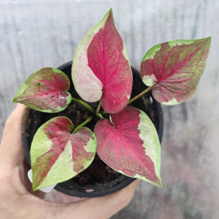 ดารานพรัตน์ บอนสี Caladium