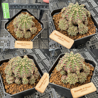 ยิมโนด่าง ชำหน่อ ฟอร์มกอ ond Gymnocalycium cv.Crazy Diamond ฟอร์มกอ ปังๆ