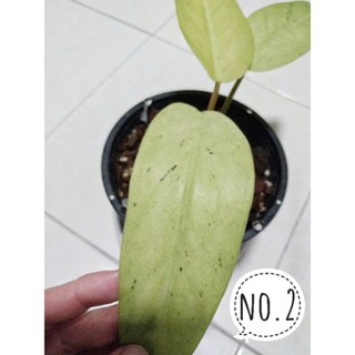 ฟิโลเดนดรอนวิปเปิ้ลเวย์ Philodendron Whipple way V. ไม้แรร์ หายาก ได้ต้นตามภาพ