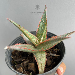 Aloe Hybrid seedings อโลไฮบริด ไม้เมล็ด (ส่งทั้งกระถาง)