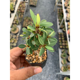 โป๊ยเซียนแคระ (Euphorbia milii)ไม้เมล็ด