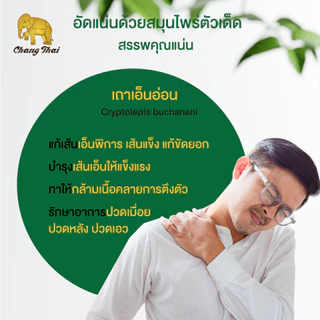 ยาหม่องเขียว ผสมเถาเอ็นอ่อน ตราช้างไทย