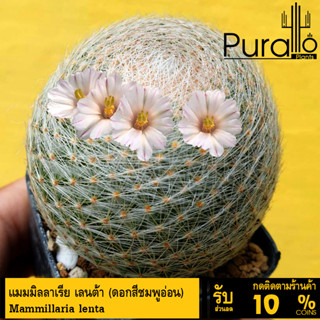 ต้นกระบองเพชร แคสตัส แมมมิลลาเรีย เลนต้า Mammillaria lenta #cactus #Mammilaria #lenta