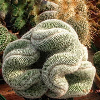 [ถูกที่สุด]แคคตัสนกฮูกคริสตาต้า cactus cristata กระบองเพชร ไม่อวบน้ำ succulent