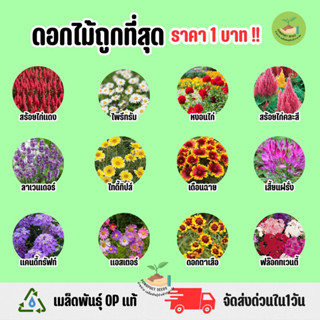 ราคาถูกที่สุด เมล็ดพันธุ์ดอกไม้ประดับ