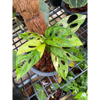 พลูฉลุยักษ์ด่างเหลือง  มอนสเตล่า แอเรีย ด่างเหลือง Monstera adansonii aurea variegated giant