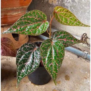 🌿พลูลงยา Piper Crocatum🌿กระถาง 4 นิ้ว ไม้เลื้อยใบสวยงาม สีสันแปลกตา