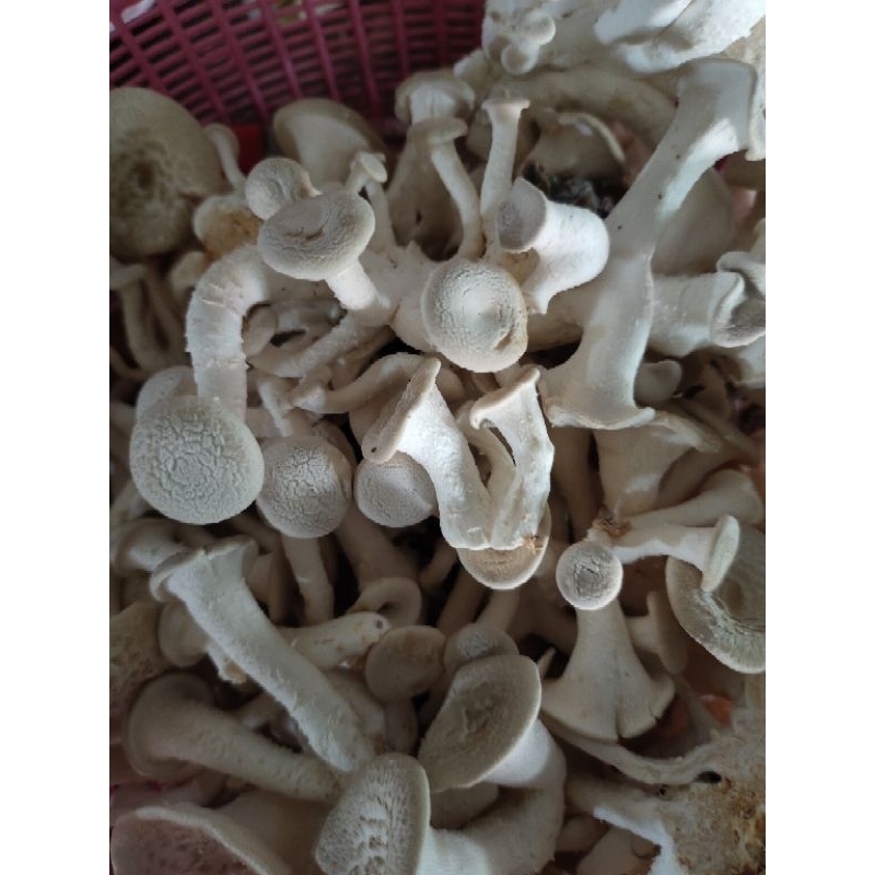 ก้อนเชื้อเห็ดขอนขาวชุดทดลองปลูก 10ก้อน 180บาท