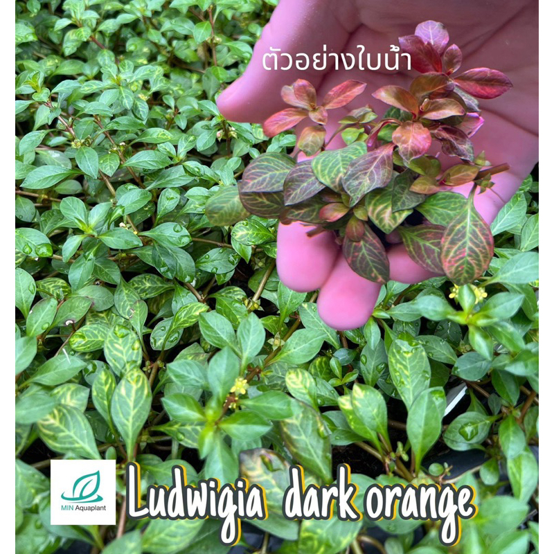 ใหม่ Ludwigia dark orange ลายใบชัด สีน้ำตาลอมส้ม สำหรับปลูกในตู้ไม้น้ำ ตู้ปลา