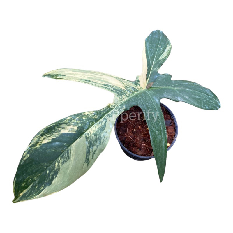 ก้ามกุ้งด่าง (วางข้อ 1 ใบ) กระถาง 4 นิ้ว (คัดด่างสวย) Philodendron pedatum variegated Pot"4