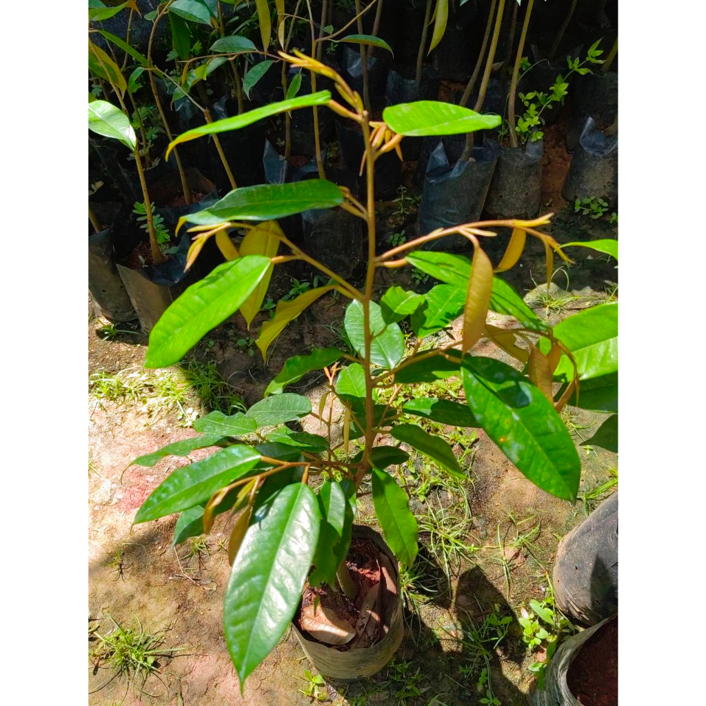 ต้น​ทุเรียน​ชะนี​ไข่​ ​(เสียบยอด) ต้นสวยสมบูรณ์ - รูปที่ 2