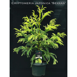 Cryptomeria Japonica Sekkan เซกกัน ซีดาร์ญี่ปุ่นการันตีสายพันธุ์แท้พร้อมป้ายชื่อและเลขพาสปอร์ตทุกต้น