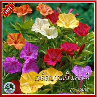 20 เมล็ด บานเย็นคละสี เมล็ดบานเย็นคละสี เมล็ดพันธุ์บานเย็น เมล็ดบานเย็น ดอกสายฝน ดอกหุงข้าว จำยาม จันยาม