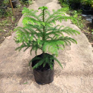 สนฉัตร (Norfolk island pine)🌲 ความสูง 30 ซม. ฟอร์มสวยๆ