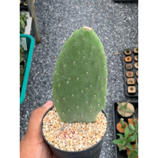 โอพันเทียสโนว์ (Opuntia Snow)