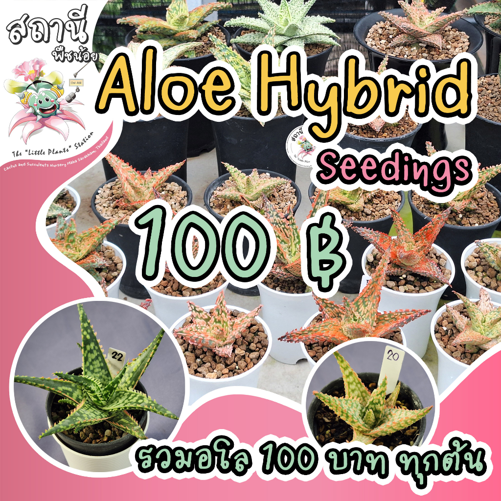 (อัพเดต 19 พ.ย.) Aloe Hybrid seedings อโล ไม้เพาะเมล็ด กระบองเพชร ไม้อวบน้ำ succulent แคคตัส cactus กุหลาบหิน