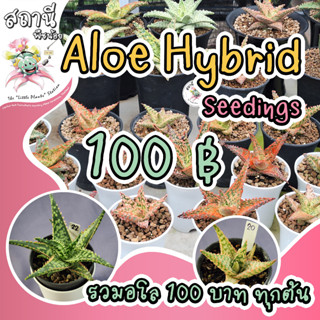 Aloe Hybrid seedings (อัพเดต 14 ก.ย.) อโล ไม้เพาะเมล็ด กระบองเพชร ไม้อวบน้ำ succulent แคคตัส cactus กุหลาบหิน