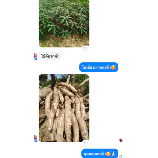 ผงดำ KGA นวัตกรรมเพื่อการเกษตร