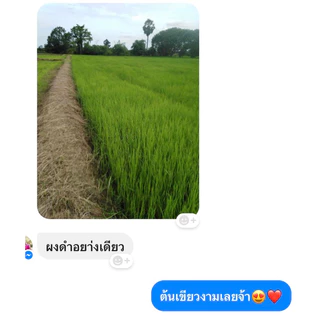ผงดำ KGA นวัตกรรมเพื่อการเกษตร