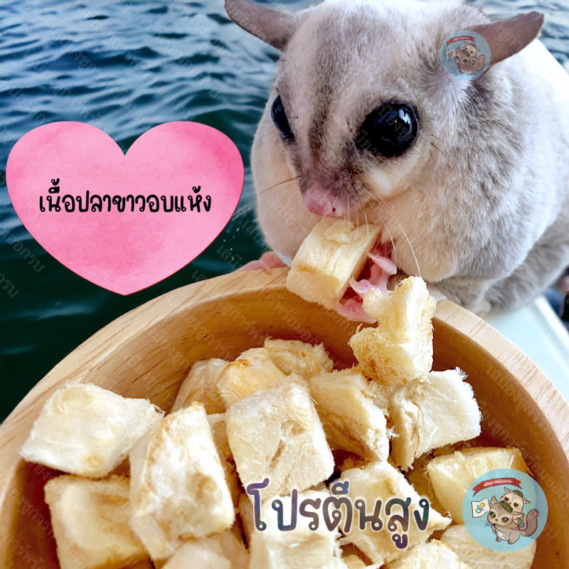( ปลาเนื้อขาว ) ปลาอบแห้ง ปลา อาหาร สัตว์เลี้ยง สัตว์เล็ก ชูการ์ ชูก้า กระรอก แฮมสเตอร์ ดอร์เมาส์ แฟตเทล เม่นแคระ – โปรปัง