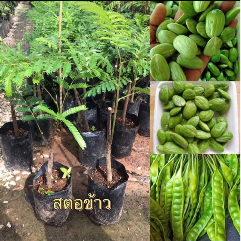 ต้นสะตอข้าวติดตา ปลูก2ปีรับผลผลิต ต้นเตี้ย เมล็ดโต หวานมันกลิ่นไม่ฉุนมาก