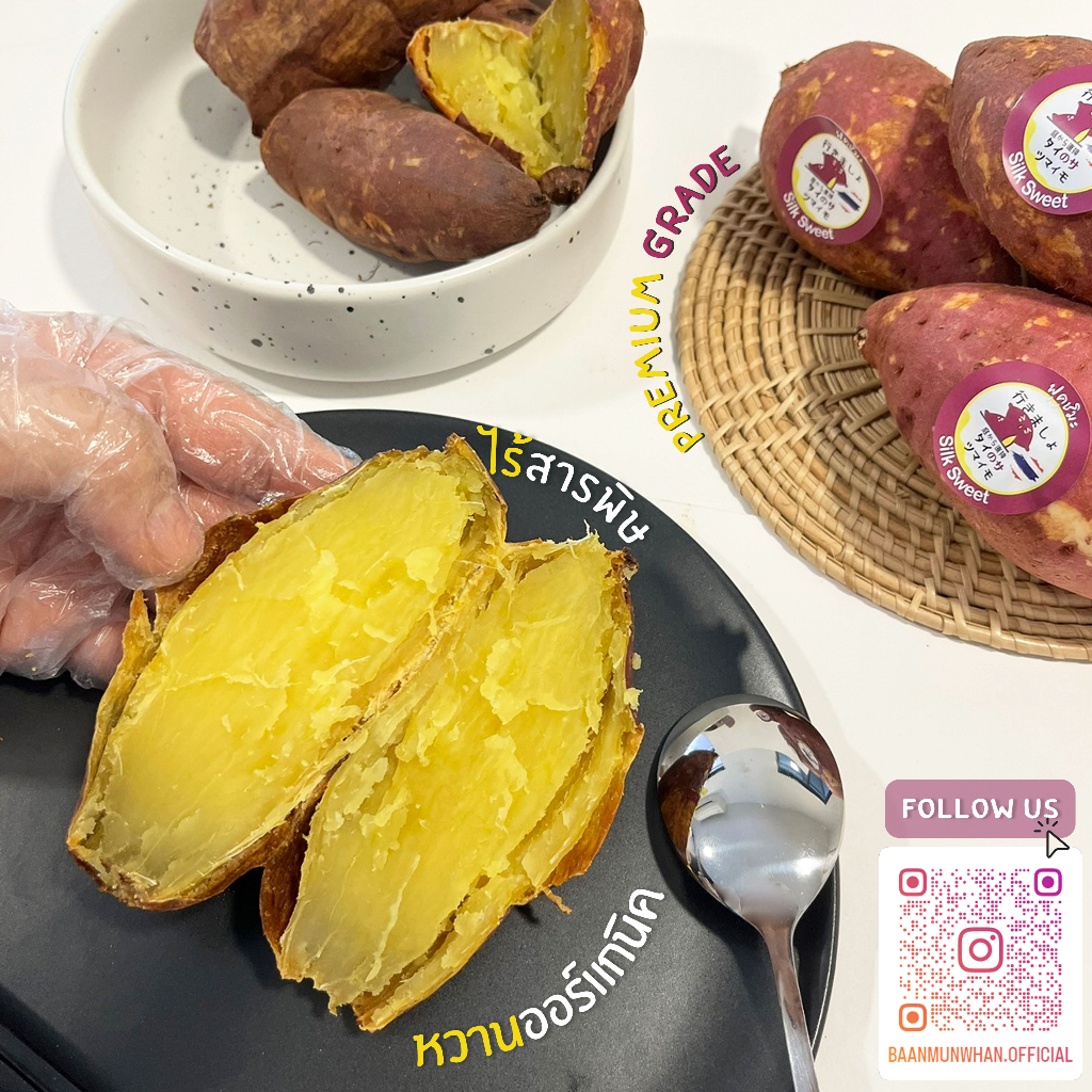 Oishi-Fresh มันหวานญี่ปุ่นสายพันธุ์ ซิลสวีท ปลูกไทย รูปที่ 8