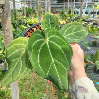 Anthurium Crystallinum hyb