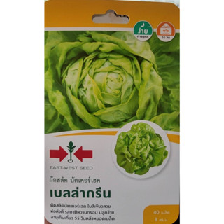 เมล็ดพันธุ์ ผักสลัด ผักสลัด บัตเตอร์เฮด 🌱เบลล่ากรีน🌱บรรจุ 40 เมล็ด 🪴 ตราศรแดง อัตราการงอก 100 %