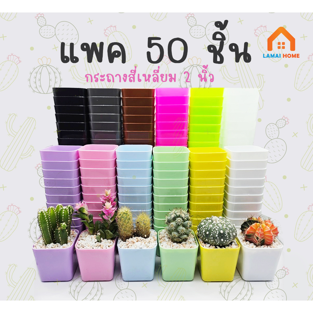 แพค 50 ชิ้น กระถางต้นไม้ กระถางแคคตัส ขนาด 2 นิ้ว