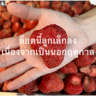 [xl] สตอเบอร์รี่ฟรีซดรายจัมโบ้xl 500g/ 1kg.