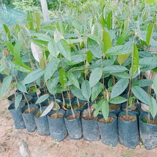 ต้นทุเรียนบ้านสายพันธ์ุแท้รุ่นใหม่สูง60ซม+++สั่งขั้นต่ำ3ต้นขึ้นไปนะครับ🎄🎄🎄🎄