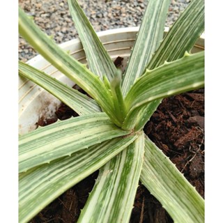 วานหางจระเข้ด่าง (Aloe Vera)