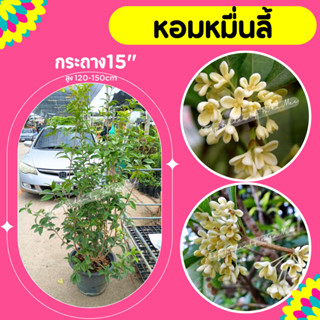 ต้นหอมหมื่นลี้ #หอมหมื่นลี้ #กระถาง15”