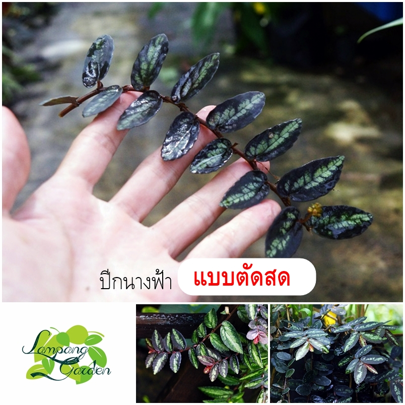 👑ต้น ปีกนางฟ้า ปีกแมลงสาบ 【แบบตัดสด】 นิยมปลูกเป็นไม้แขวนหรือจัดสวนแนวตั้ง ปลูกง่ายขยายพันธุ์ไว ไม้เลื้อย ไม้คลุมดิน 👑