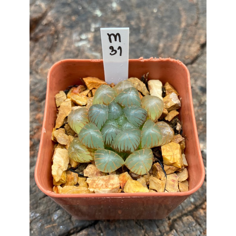 Haworthia Hybird Thailand ขนาดกระถาง 2 นิ้ว จัดส่งทั้งกระถาง รหัส m31-54