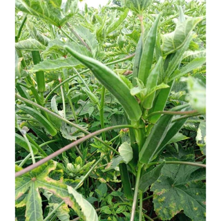 เมล็ดกระเจี๊ยบเขียวญี่ปุ่น 40 เมล็ด กระเจี๊ยบเขียวโอซาก้า เมล็ดพันธุ์แท้