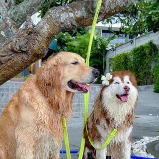Woofella Leash สายจูง สายจูงสุนัข สายจูงกันน้ำ