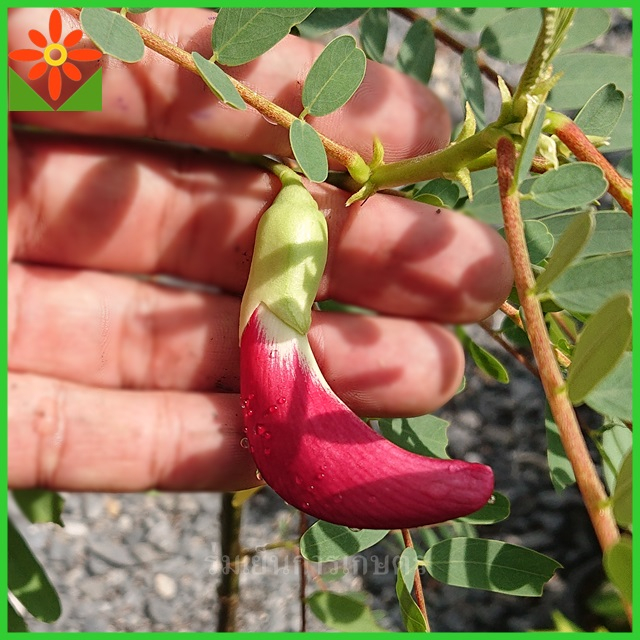 ต้นแค ดอกสีแดง ต้นแคแดง ในถุงเพาะชำ 5.5 นิ้ว - รูปที่ 3