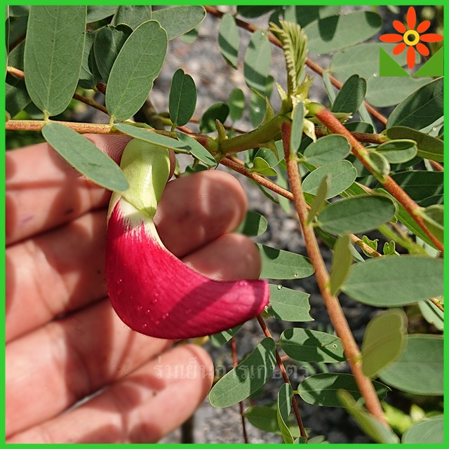 ต้นแค ดอกสีแดง ต้นแคแดง ในถุงเพาะชำ 5.5 นิ้ว