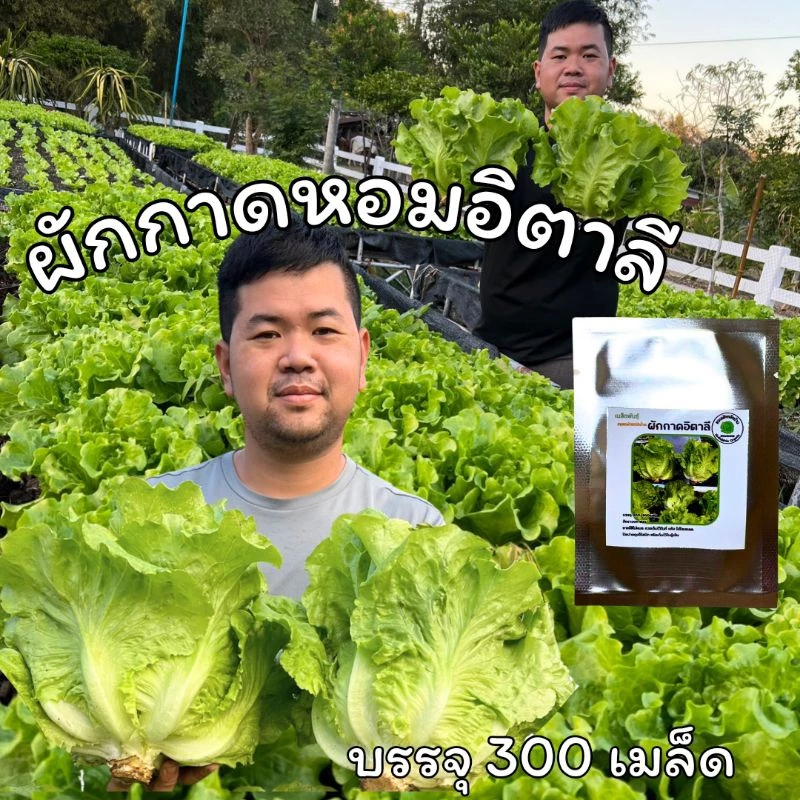 เมล็ดพันธุ์ผักกาดหอมอิตาลี กอใหญ่ ต้นอวบ
