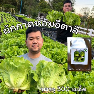 เมล็ดพันธุ์ผักกาดหอมอิตาลี กอใหญ่ ต้นอวบ