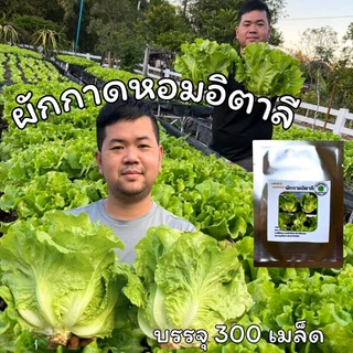 เมล็ดพันธุ์ผักกาดหอมอิตาลี กอใหญ่ ต้นอวบ