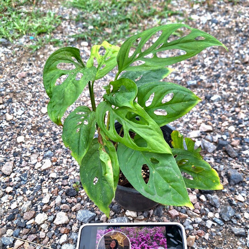 มอนสเตอร่า อะคูมินาต้า (monstera acuminata) ต้นใหญ่ (ได้ต้นตรงปก)