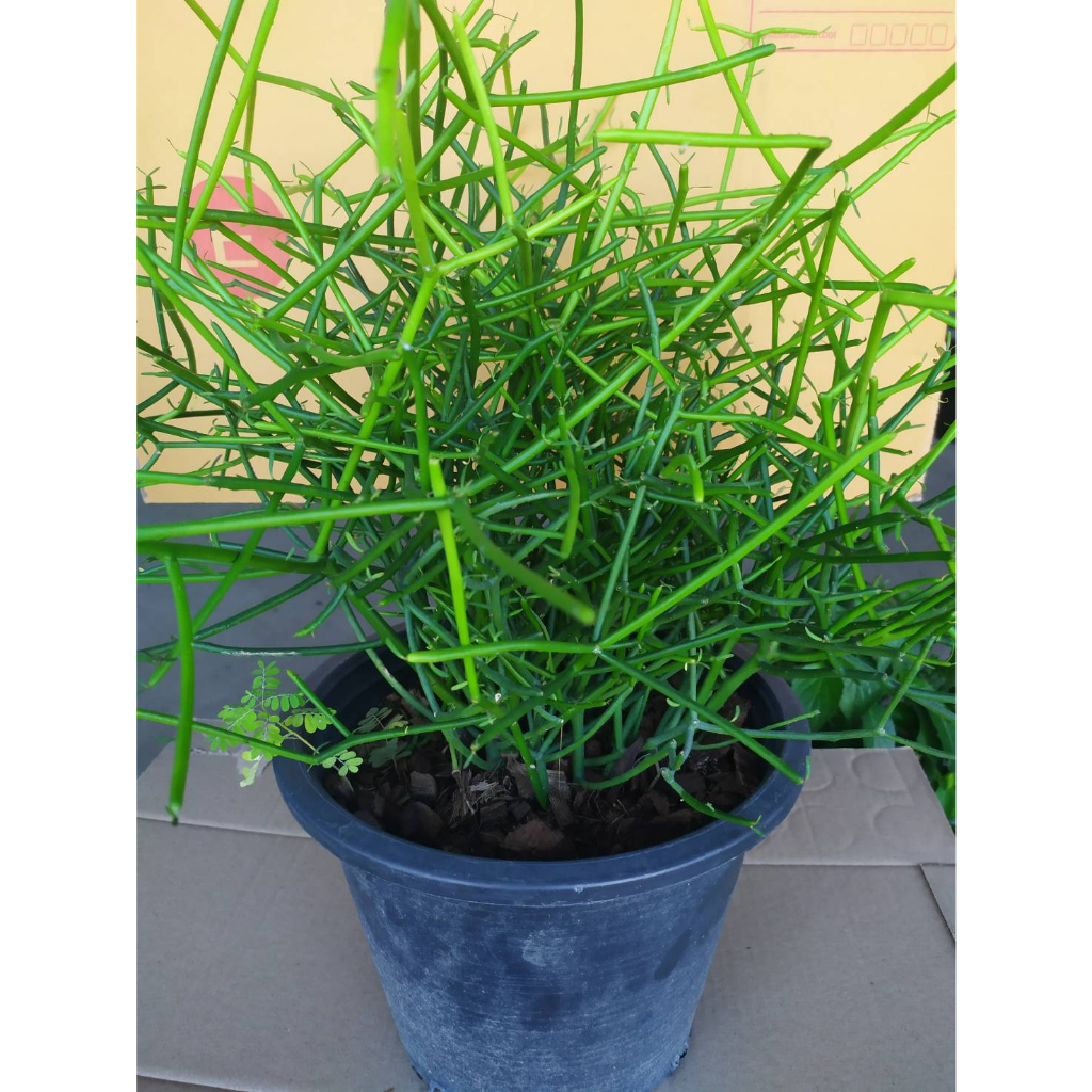 ว่านพญาไร้ใบ พร้อมปลูกในถุงดำ29 บาท