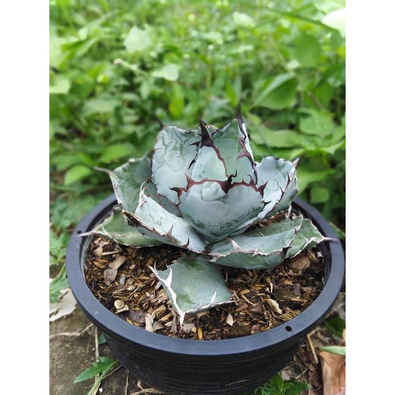 Agave Titanota Black and Blue หรือ Blue ball (อากาเว่ ติตาโนตา)