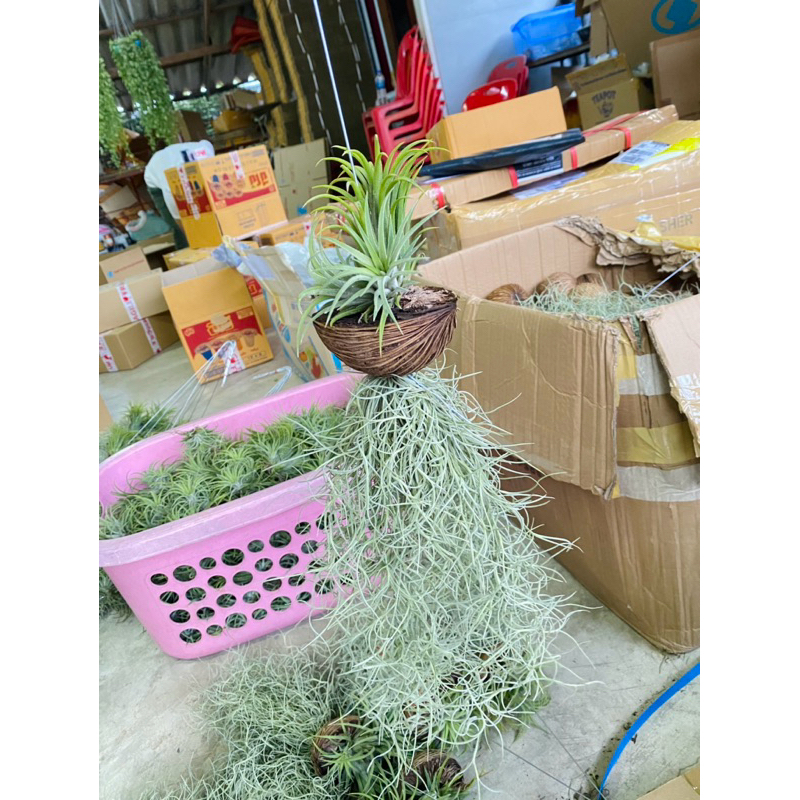 เสี้ยวตีนเป็ดห้อยเคราฤาษี เครายาว35-40 เซน