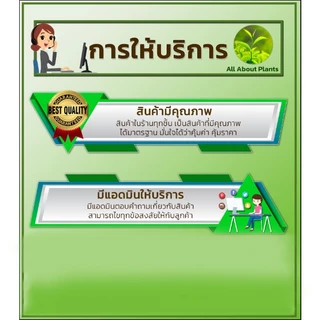 เท็ปเปกิ 50g. ฟลอนิคามิด สารกำจัดแมลง เพลี้ยกระโดด แมลงหวี่ขาว
