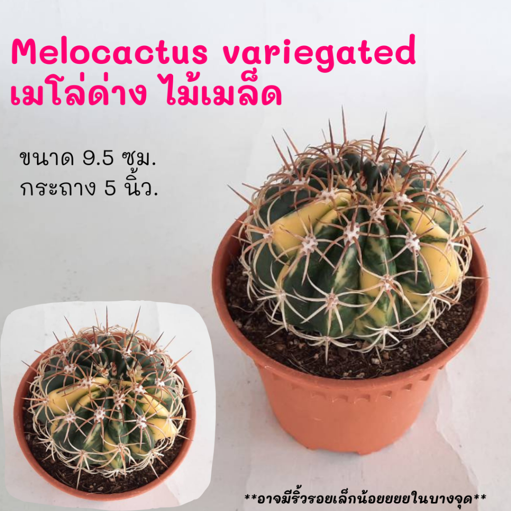 Melocactus variegated เมโล่ด่าง ไม้เมล็ด cactus กระบองเพชร แคคตัส กุหลาบหิน พืชอวบน้ำ